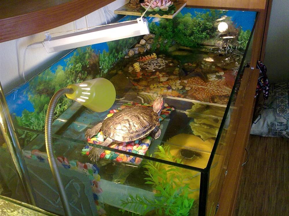 Как сделать аквариум (акватеррариум) для красноухой черепахи своими руками в домашних условиях