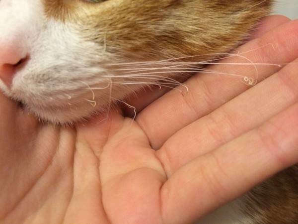 Почему у кота выпадают или ломаются усы, что делать, если симптом у котёнка
