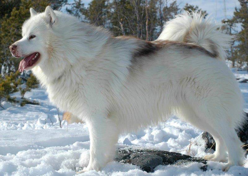 Порода канадская эскимосская собака характеристики, фото, характер, правила ухода и содержания