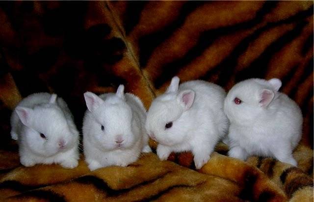 Какое имя можно дать кролику, как его выбирать для девочки или мальчика, и как можно называть питомцев