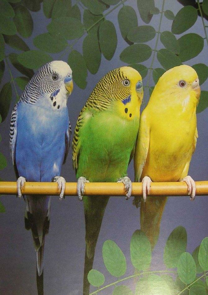 Волнистые попугаи размножение в домашних условиях -
