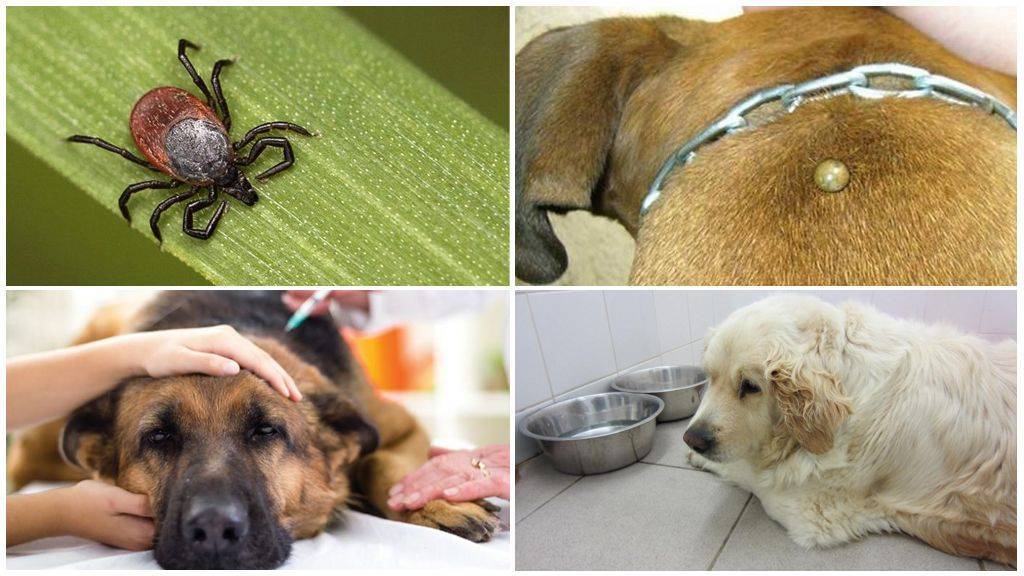 Клещи у собак: что делать после укуса и как вытащить? симптомы и лечение