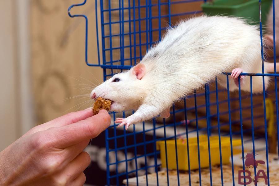 11 неожиданных и трогательных фактов о крысе - символе года-2020