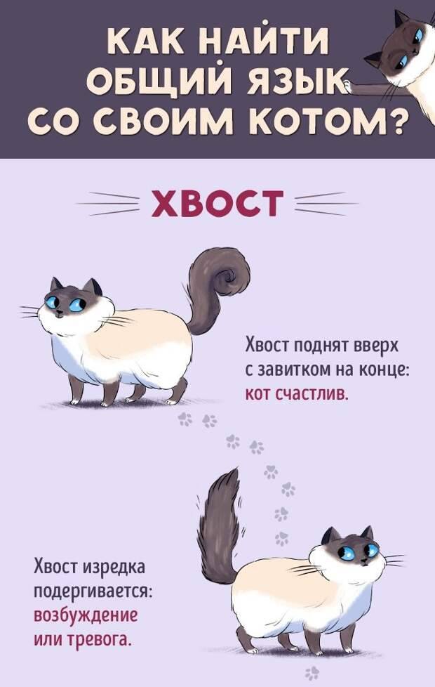 Две кошки в одной квартире, как подружить двух кошек, плюсы и минусы