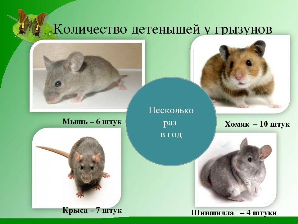 Сколько лет живут мыши в домашних условиях: продолжительность жизни декоративных мышек в природе, сколько проживёт без еды и воды в доме