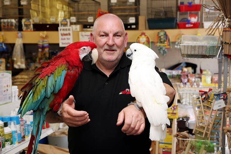 Сколько стоит попугай? цены на говорящих попугаев