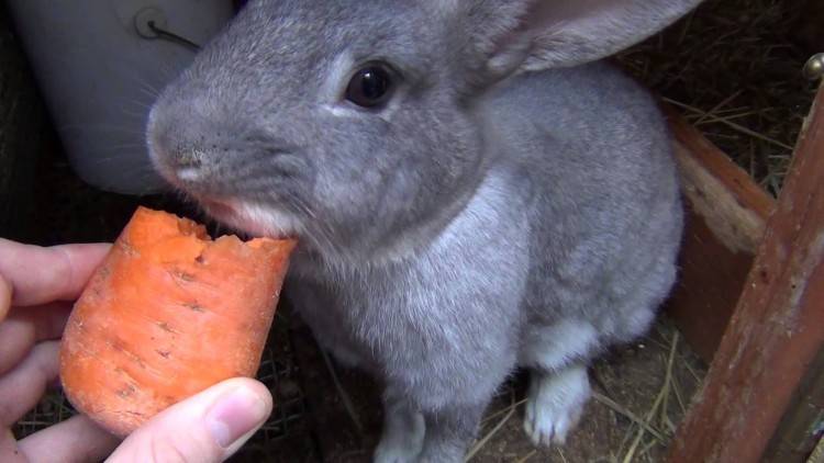 ᐉ можно ли давать кроликам ботву моркови? - zooon.ru