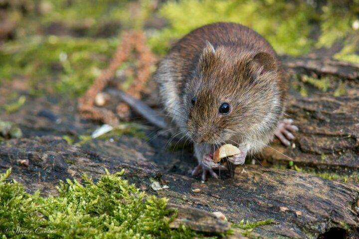 Что едят мыши летучие и полевые в домашних условиях?