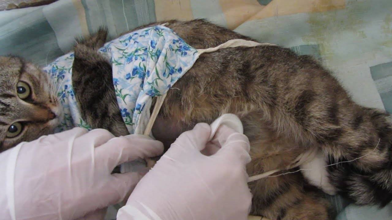 Подготовка кошки к стерилизации, как подготовить кошку к операции стерелизации (кастрации)