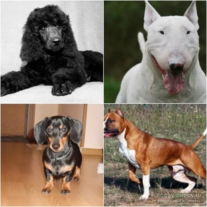 Самые популярные породы собак в россии: описание и фото | все о собаках