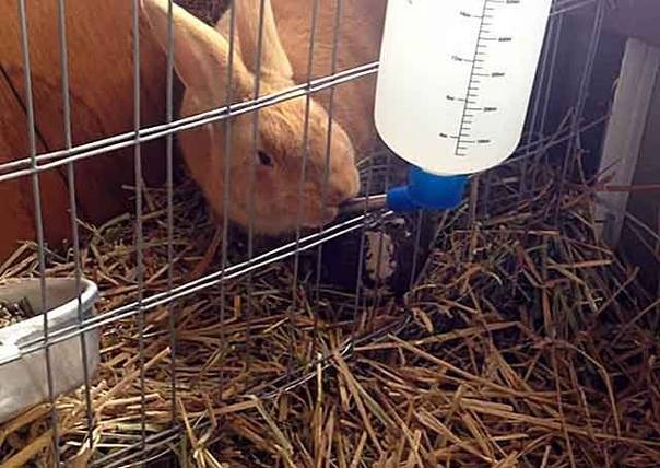 Как можно поить кроликов зимой, нормы и требования при уличном содержании