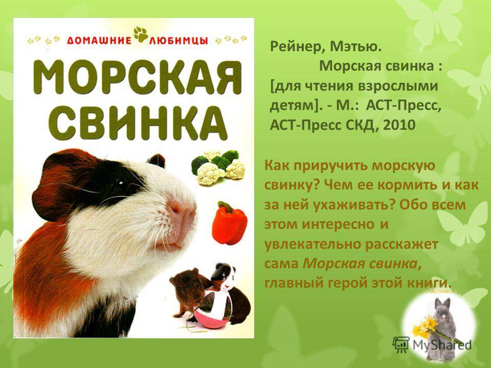 Что едят домашние крысы — рацион питания и список разрешенных и запрещенных продуктов