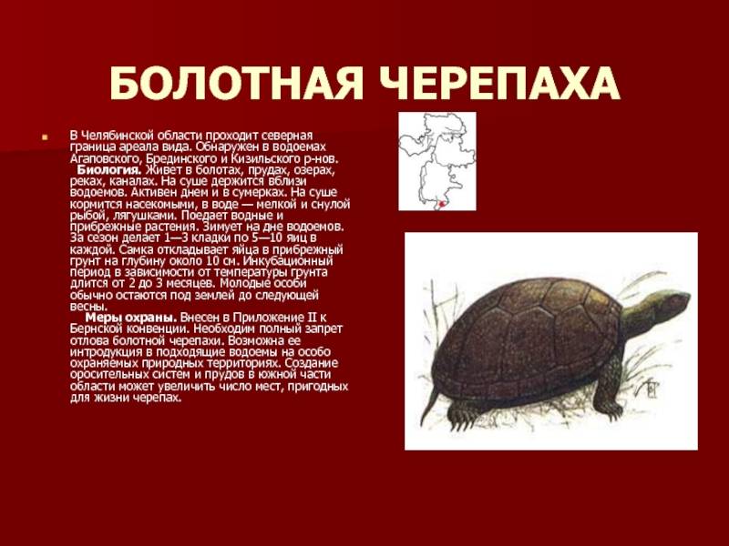 Черепахи занесенные в Красную книгу