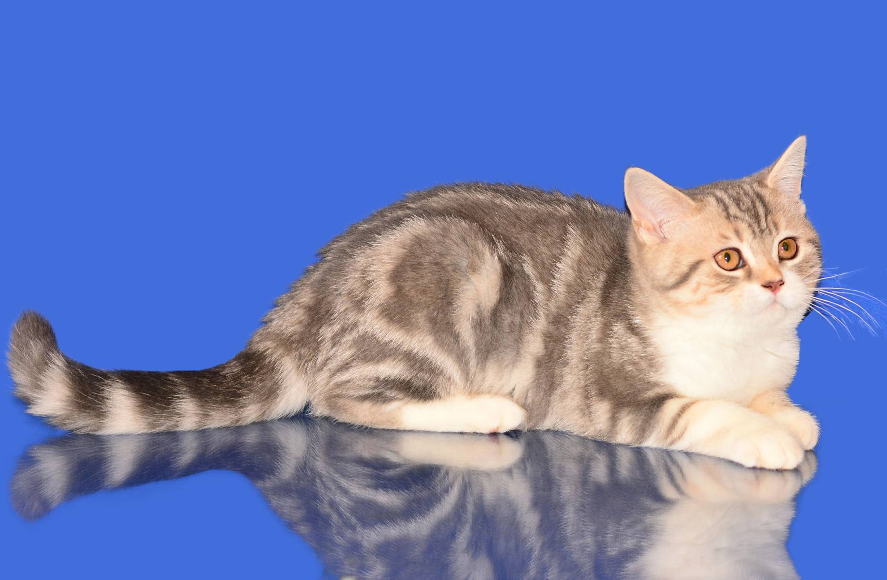 Скоттиш страйт шотландская короткошерстная прямоухая кошка