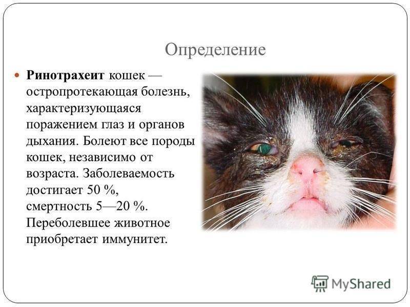 Самые опасные вирусы кошек | http://creambel.com