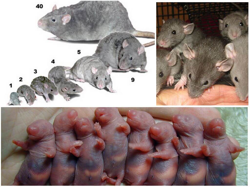 Выращивание осиротевших крысят. крысы