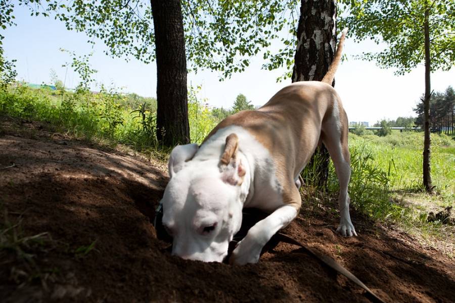 Почему собака роет ямы во дворе