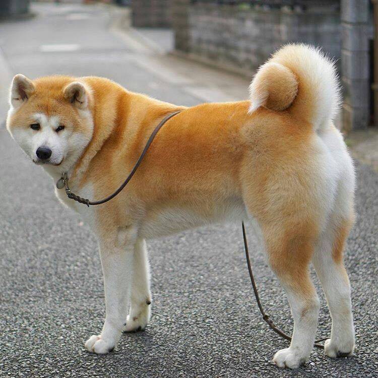Японские породы собак с фотографиями, названиями и описанием