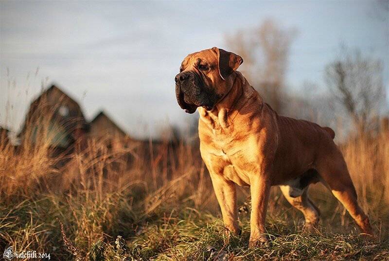 Порода собаки южноафриканский бурбуль: фото и описание породы