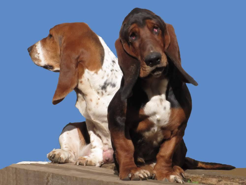 Бассет-хаунд: описание породы собак с фото и видео