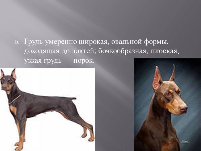 Доберман: все о породе, фото собак и характеристика