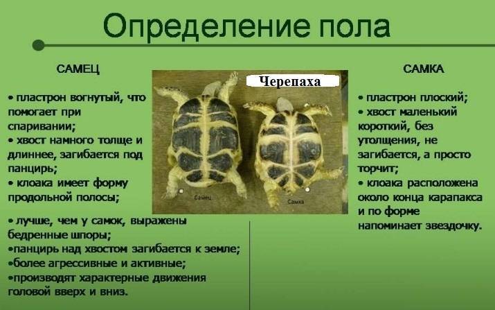 Среднеазиатская черепаха — содержание и уход