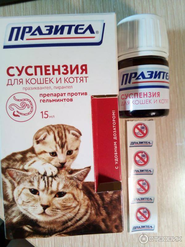 Как правильно давать взрослой кошке и котенку суспензию против глистов