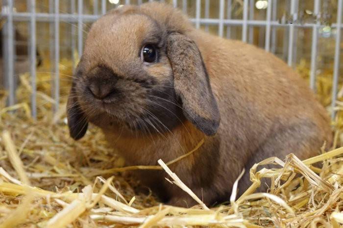 Голландский кролик (20 фото): описание породы, особенности карликовых и вислоухих разновидностей, нюансы содержания