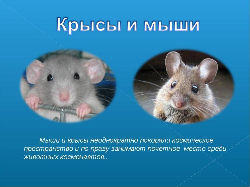 Чем отличается мышь от крысы: отличия крысёнка и мышонка, фото, как выглядят мышата, кто умнее, как определить, кто в доме