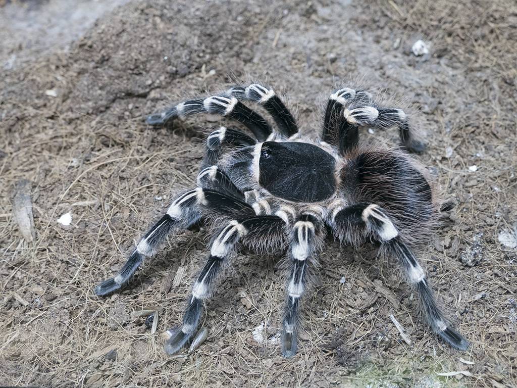 Acanthoscurria geniculata фото