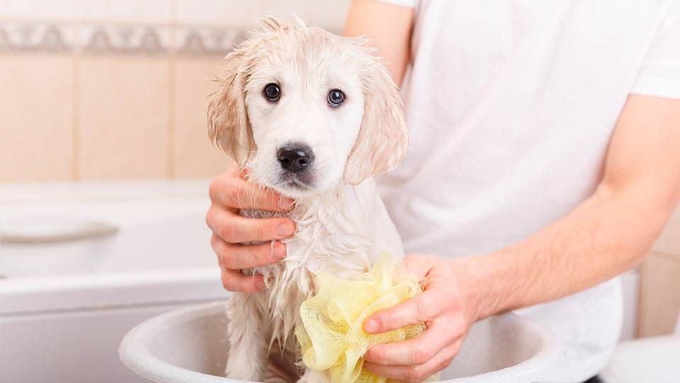 Как купать собаку в домашних условиях: советы и средства — сайт эксперта по животным