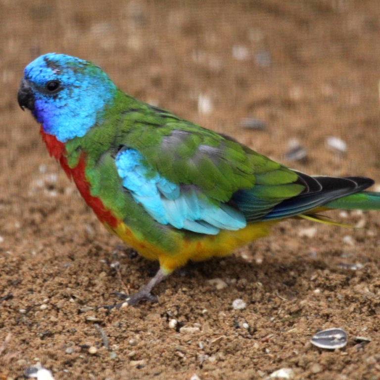 Золотистобрюхий травяной попугайчик (neophema chrysogaster): фото, видео, содержание, разведение, купить
