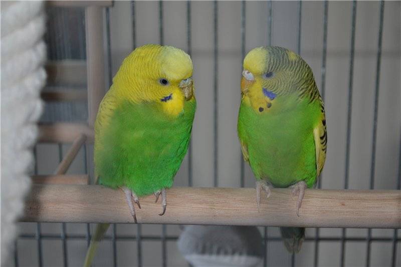 Бизнес на разведении попугаев – от хобби к собственному делу