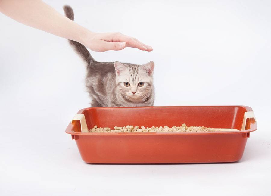 Как приучить котенка к сухому корму: после влажного, натуралки, 3 способа перевода