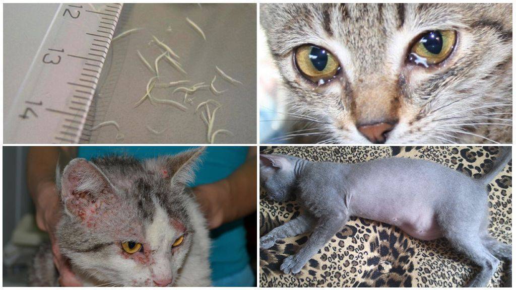 Глисты у кошек. симптомы, лечение, профилактика кошачьих глистов