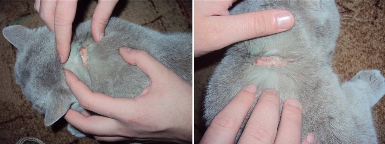Причины почему у кота выпадает шерсть клоками и есть болячки на коже - kotiko.ru