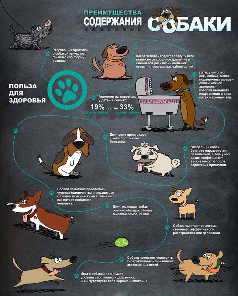 Как ухаживать за собакой для детей презентация