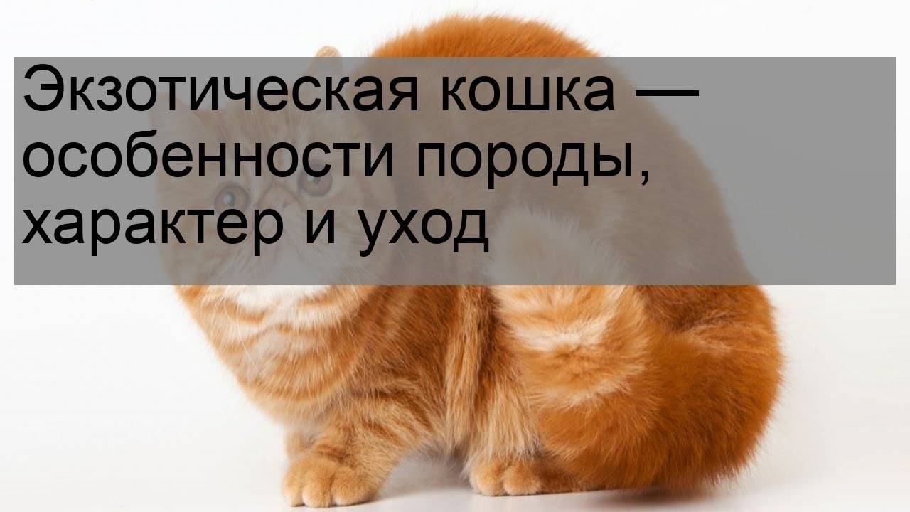 Особенно кошка. Весеннее обострение у животных. Весеннее обострение у котов. Обострение у кошек весной. Экзот характер и особенности ухода.