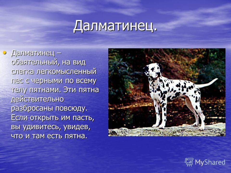 Презентация на тему порода собак