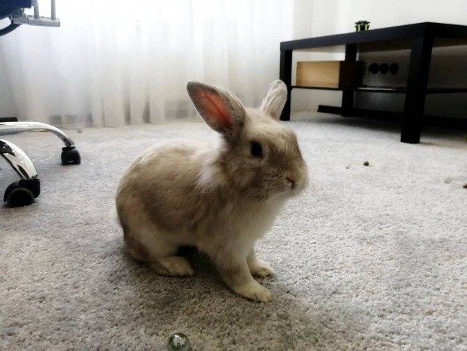 Свободное содержание кролика в квартире