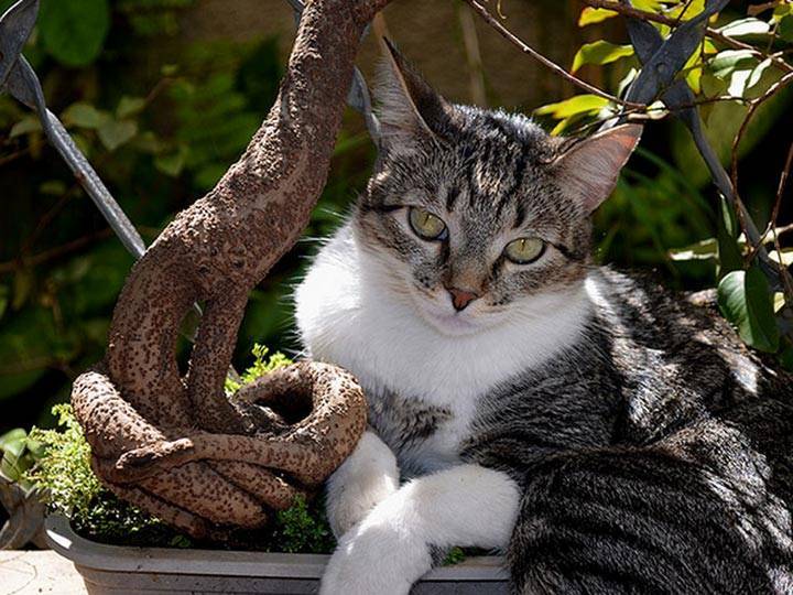 Бразильская короткошерстная кошка: описание породы, экстерьер, цена бразильской кошки