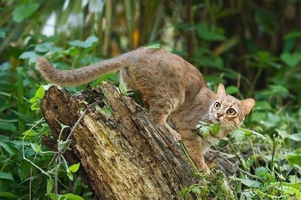 Самая маленькая порода кошек в мире - фото и описание - kotiko.ru
