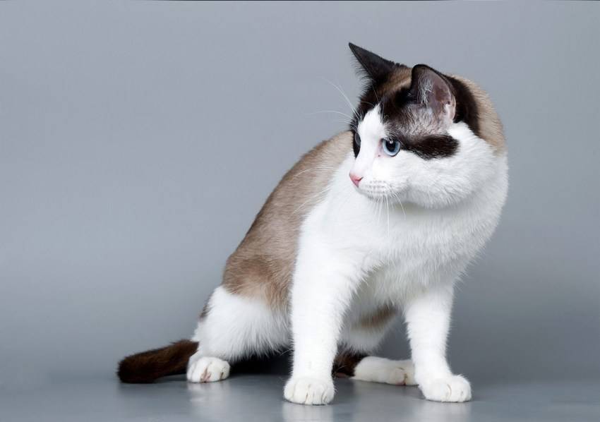 Кошка сноу шу - стандарты породы, уход и прочие важные особенности + фото