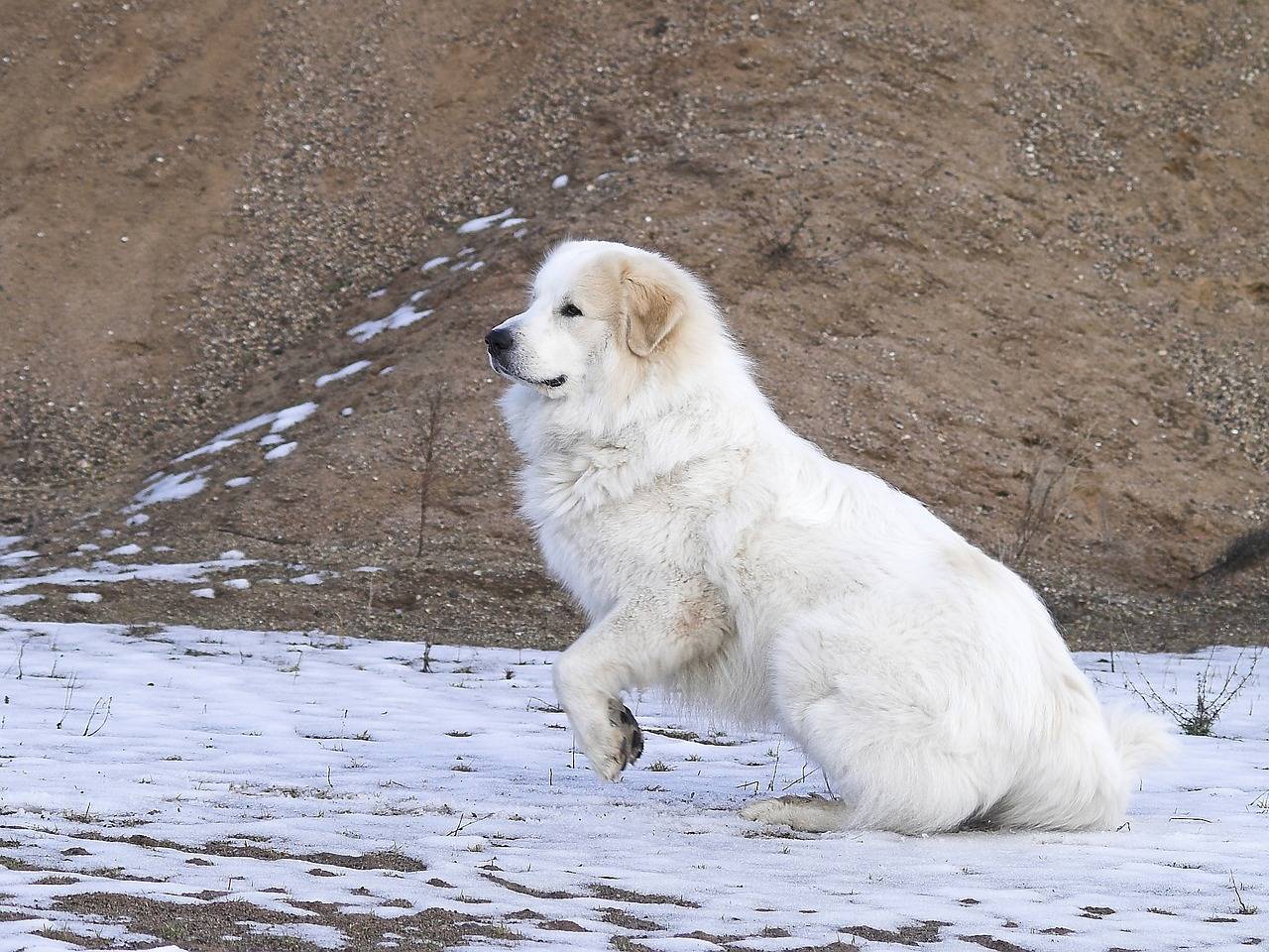 Пиренейская горная собака — большая и величественная представительница собачьего мира