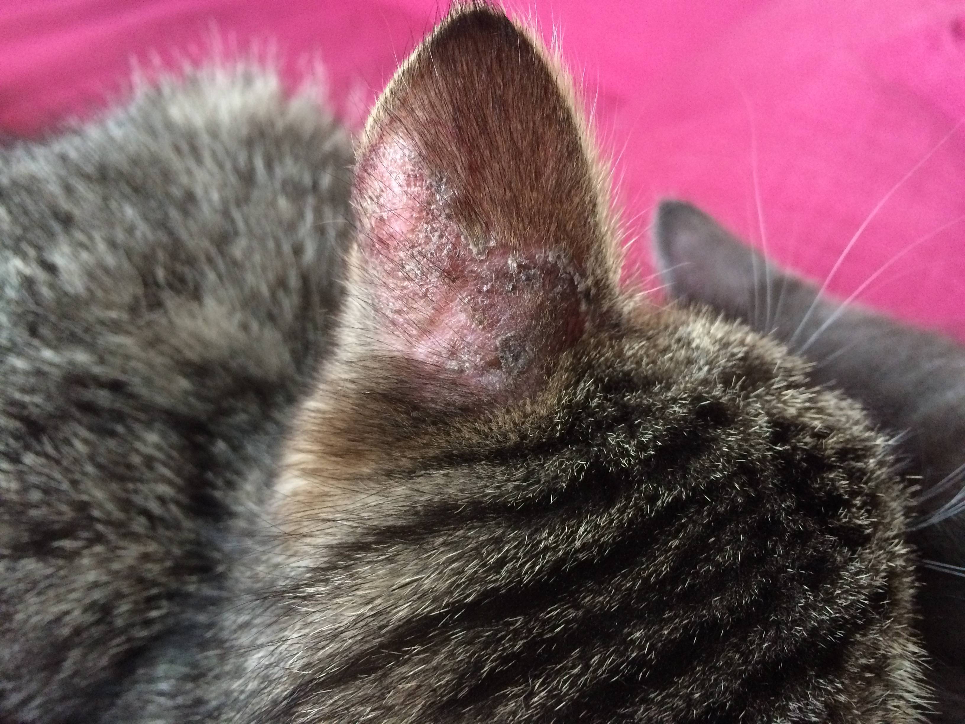 Стригущий лишай у кошки: первые признаки и лечение