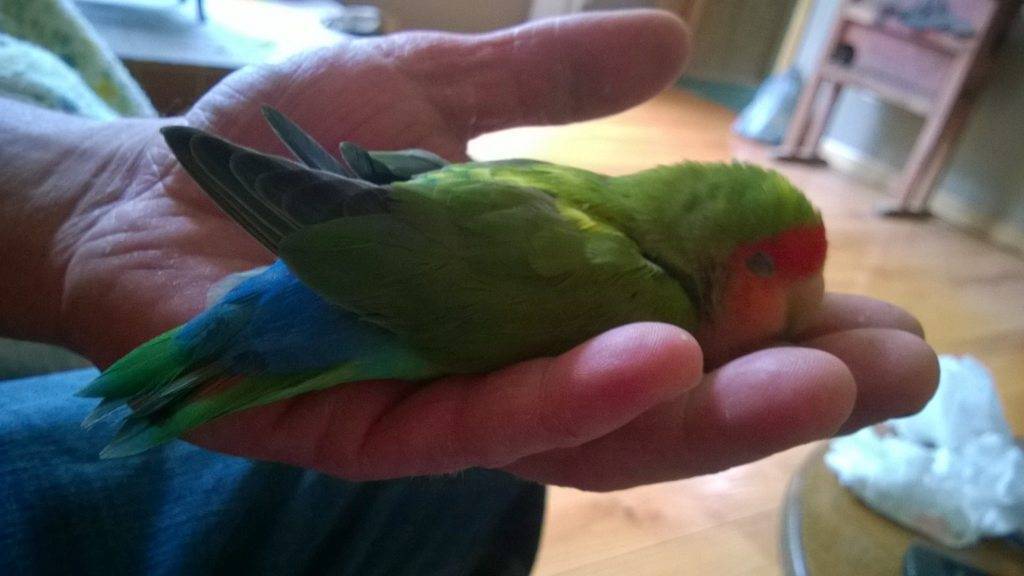 От чего может умереть попугай и как помочь если он умирает