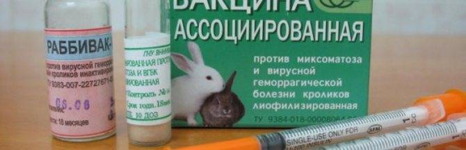 Вакцинация кроликов: какие делать прививки, как и когда, схема вакцинации