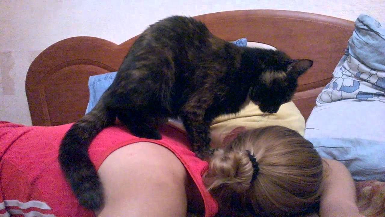 Кошачий «массаж». почему коты любят топтать лапками? | животные | школажизни.ру