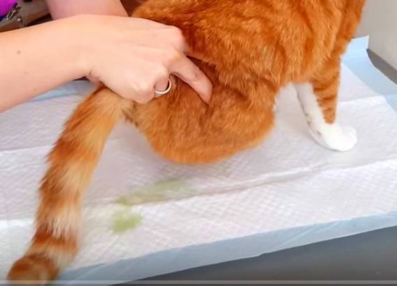 В каких случаях необходим массаж задних лап у кошек