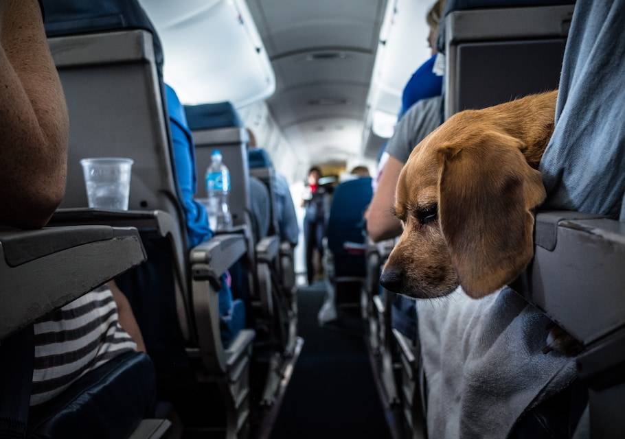 Правила перевозки собаки в самолете, машине, поезде или автобусе